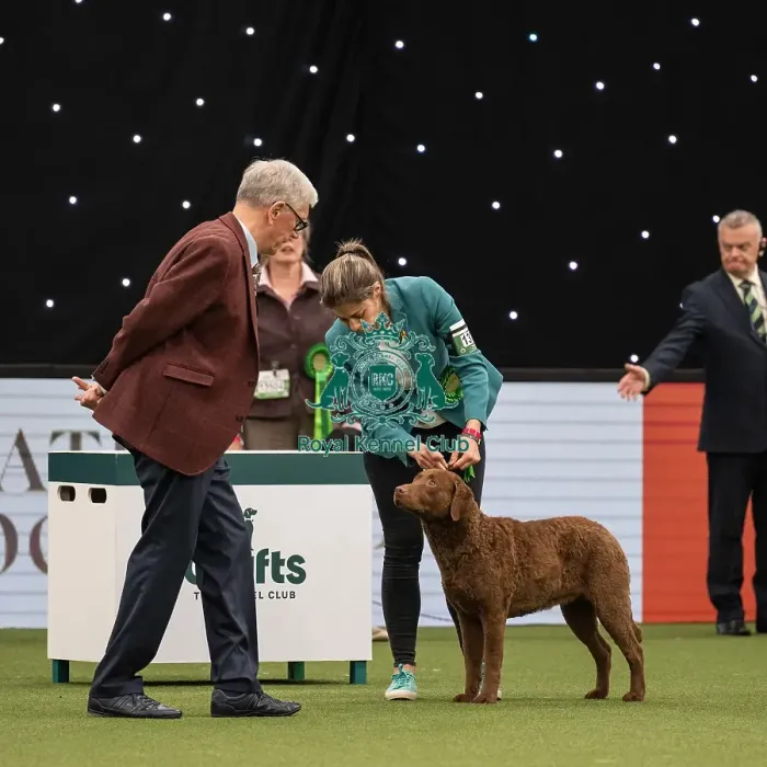 Framed Print : Gundog Group Judging Crufts 2022 Framed Print : Gundog Group Judging Crufts 2022