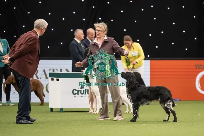 Framed Print : Gundog Group Judging Crufts 2022