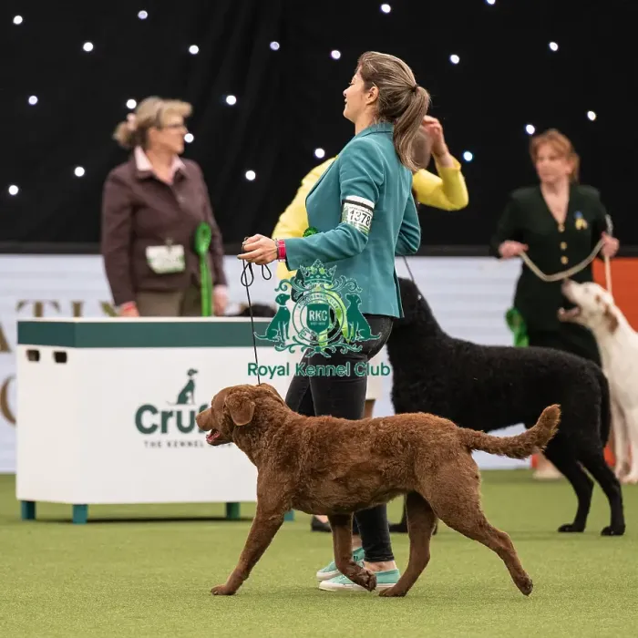 Framed Print : Gundog Group Judging Crufts 2022 Framed Print : Gundog Group Judging Crufts 2022