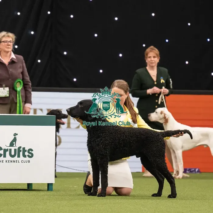 Framed Print : Gundog Group Judging Crufts 2022 Framed Print : Gundog Group Judging Crufts 2022