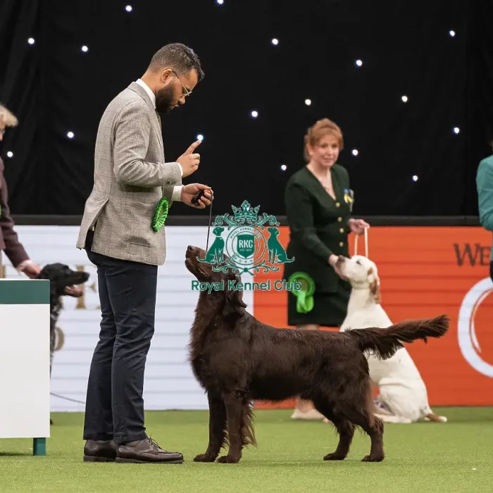 Framed Print : Gundog Group Judging Crufts 2022