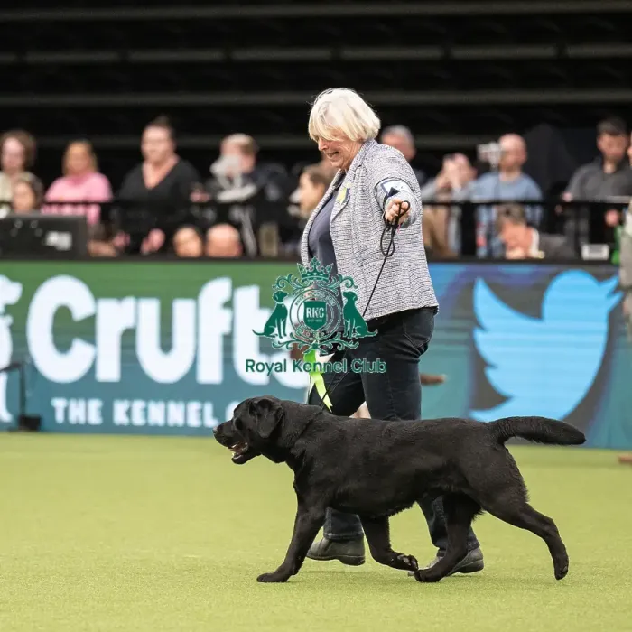 Framed Print : Gundog Group Judging Crufts 2022 Framed Print : Gundog Group Judging Crufts 2022