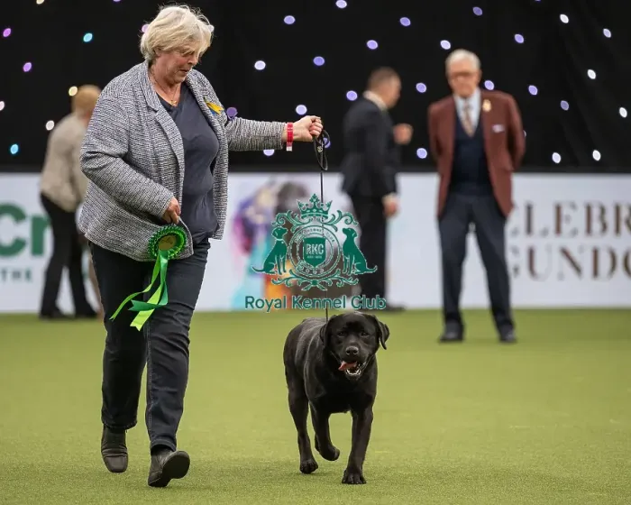 Framed Print : Gundog Group Judging Crufts 2022 Framed Print : Gundog Group Judging Crufts 2022