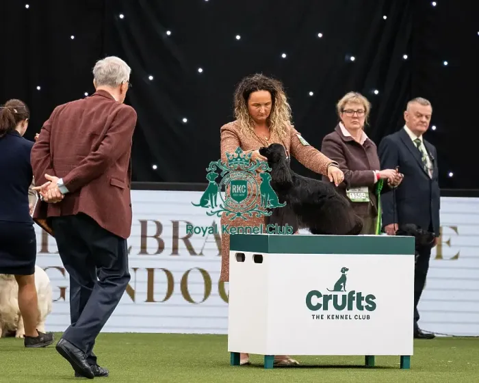 Framed Print : Gundog Group Judging Crufts 2022 Framed Print : Gundog Group Judging Crufts 2022