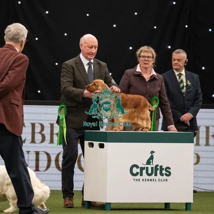 Framed Print : Gundog Group Judging Crufts 2022 Framed Print : Gundog Group Judging Crufts 2022