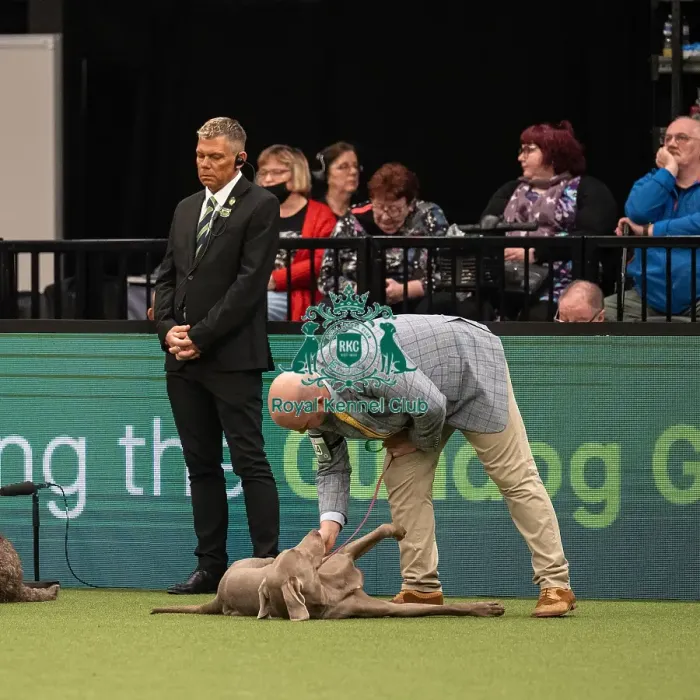 Framed Print : Gundog Group Judging Crufts 2022 Framed Print : Gundog Group Judging Crufts 2022