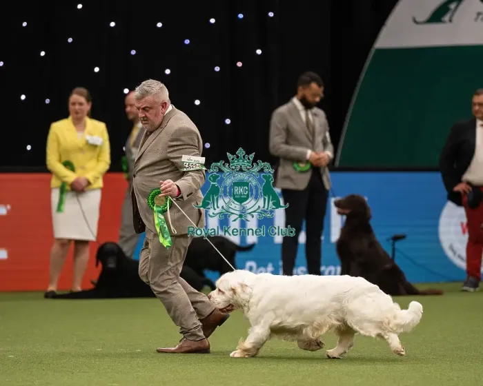 Framed Print : Gundog Group Judging Crufts 2022 Framed Print : Gundog Group Judging Crufts 2022