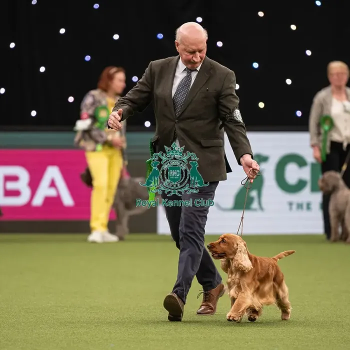 Framed Print : Gundog Group Judging Crufts 2022