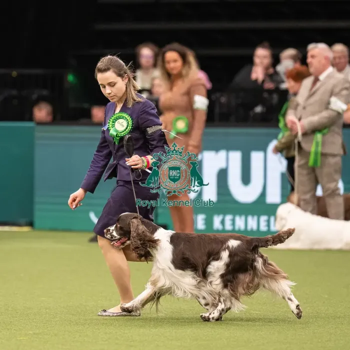 Framed Print : Gundog Group Judging Crufts 2022 Framed Print : Gundog Group Judging Crufts 2022