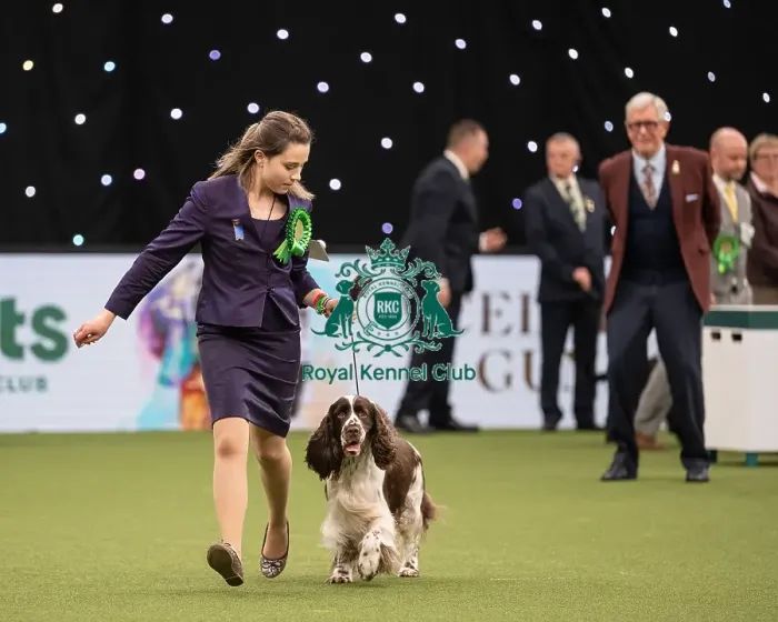 Framed Print : Gundog Group Judging Crufts 2022 Framed Print : Gundog Group Judging Crufts 2022