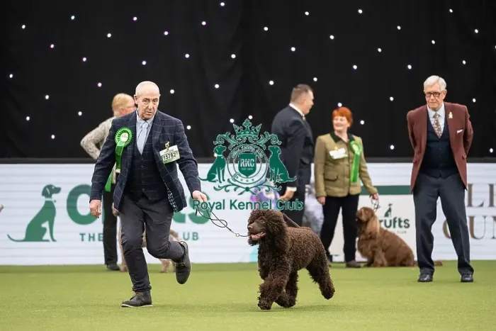 Framed Print : Gundog Group Judging Crufts 2022 Framed Print : Gundog Group Judging Crufts 2022