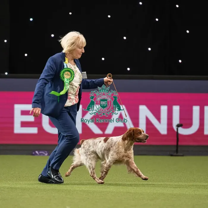 Framed Print : Gundog Group Judging Crufts 2022