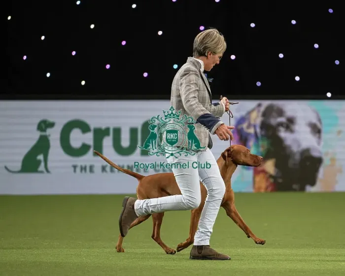 Framed Print : Gundog Group Judging Crufts 2022