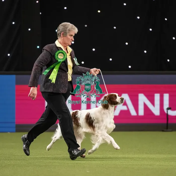 Framed Print : Gundog Group Judging Crufts 2022