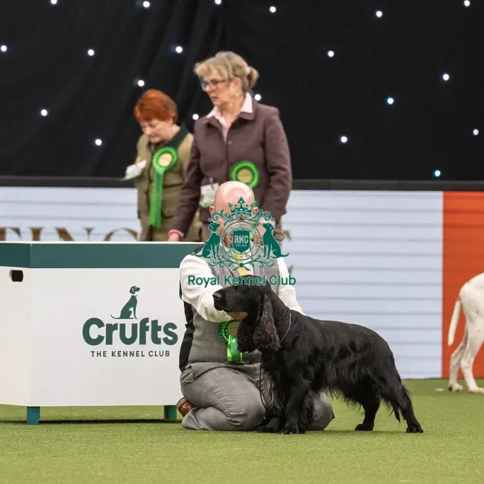 Framed Print : Gundog Group Judging Crufts 2022
