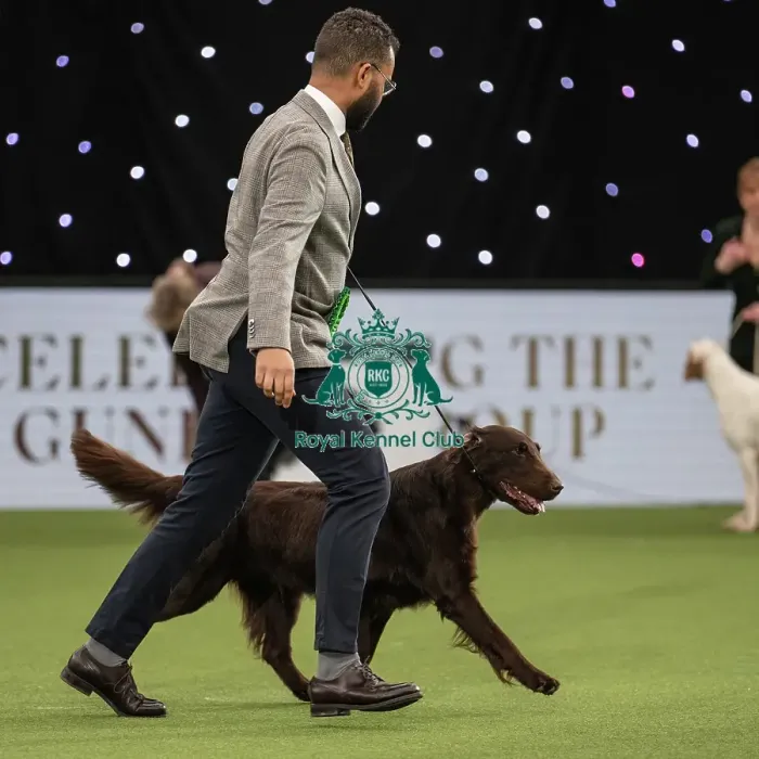 Framed Print : Gundog Group Judging Crufts 2022 Framed Print : Gundog Group Judging Crufts 2022