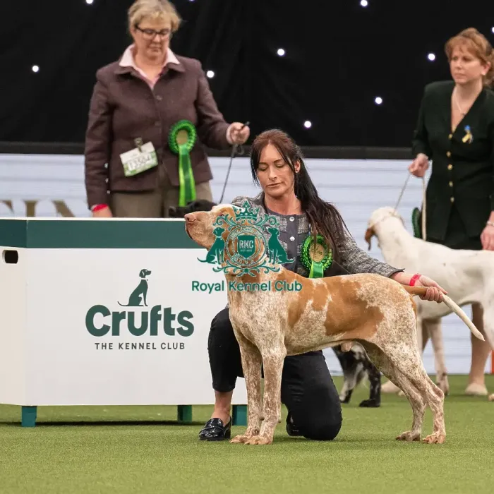 Framed Print : Gundog Group Judging Crufts 2022 Framed Print : Gundog Group Judging Crufts 2022