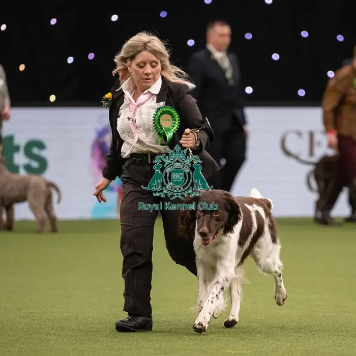 Framed Print : Gundog Group Judging Crufts 2022