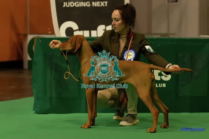 Framed Print : Gundogs. Hungarian Vizsla, Crufts 2025, Saturday March 8th Framed Print : Gundogs. Hungarian Vizsla, Crufts 2025, Saturday March 8th