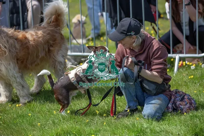 Framed Print : Most Handsome Crossbreed Dog Class Chelmsford