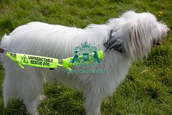 Framed Print : Most Handsome Crossbreed Dog Class Dog Only Hylands Park Framed Print : Most Handsome Crossbreed Dog Class Dog Only Hylands Park