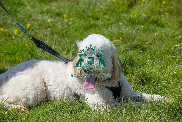 Framed Print : Most Handsome Crossbreed Dog Class Dog Only Hylands Park Framed Print : Most Handsome Crossbreed Dog Class Dog Only Hylands Park