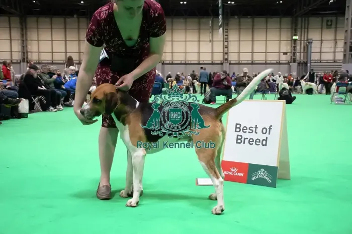 Framed Print : Harrier - Best of Breed, Crufts 2026 Harrier - Best of Breed, Crufts 2026 Framed Print : Harrier - Best of Breed, Crufts 2026 Harrier - Best of Breed, Crufts 2026