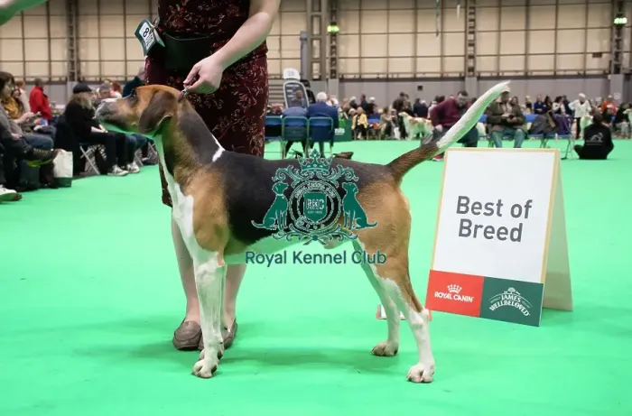 Framed Print : Harrier - Best of Breed, Crufts 2026 Harrier - Best of Breed, Crufts 2026 Framed Print : Harrier - Best of Breed, Crufts 2026 Harrier - Best of Breed, Crufts 2026