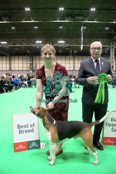 Framed Print : Harrier - Best of Breed, Crufts 2026 Harrier - Best of Breed, Crufts 2026