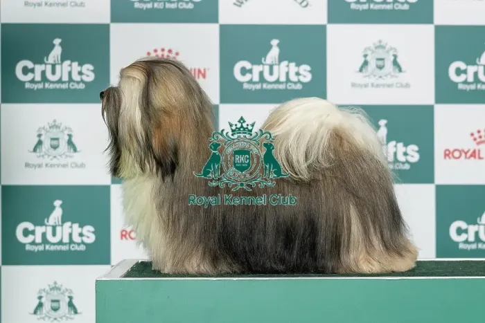Framed Print : Havanese Best of Breed Crufts 2026 Bailemos Miss Curvaceous (IKC) (Mrs O & Mr D Carty-Parge & Parge) Framed Print : Havanese Best of Breed Crufts 2026 Bailemos Miss Curvaceous (IKC) (Mrs O & Mr D Carty-Parge & Parge)