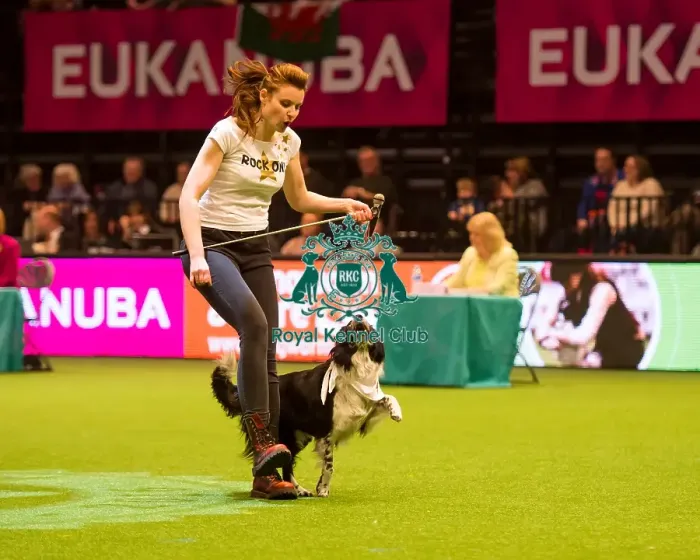 Framed Print : Heelwork to Musiv AC / DC Handler Irena IAatvankova and border collie, Mystic Layla Framed Print : Heelwork to Musiv AC / DC Handler Irena IAatvankova and border collie, Mystic Layla
