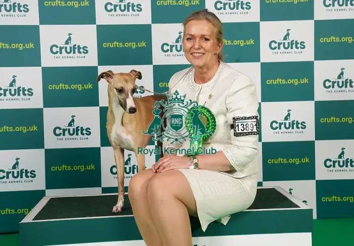 Framed Print : Heidi Bekkvang from Norway with Jasper, a Whippet, which was the Best of Breed winner today (Saturday 11. 03. 23), the third day of Crufts 2023, at the NEC Birmingham