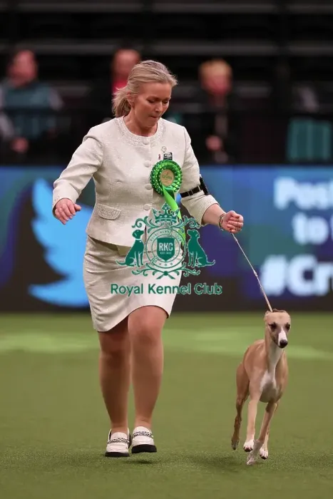 Framed Print : Heidi Bekkvang from Norway with Jasper, a Whippet, which was the Best of Breed winner today (Saturday 11. 03. 23), the third day of Crufts 2023, at the NEC Birmingham