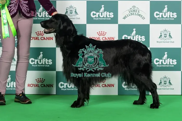 Framed Print : Hovawart Best of Breed Crufts 2026