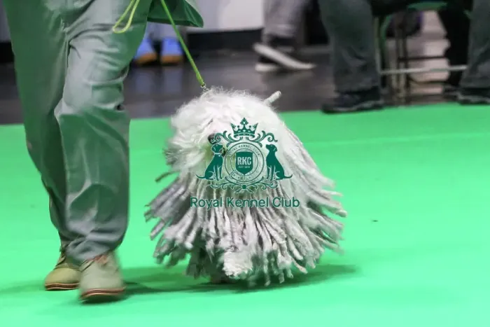 Framed Print : Hungarian Puli Framed Print : Hungarian Puli