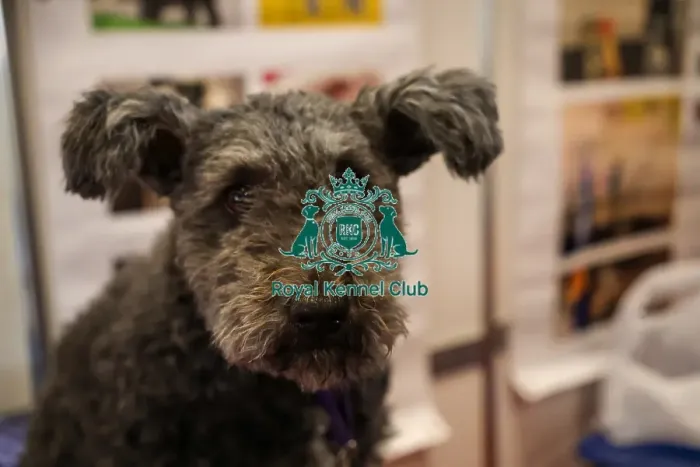 Framed Print : Hungarian Pumi at Discover dogs Framed Print : Hungarian Pumi at Discover dogs