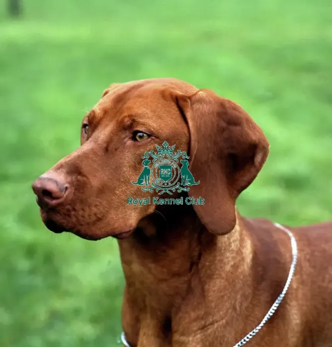 Framed Print : Hungarian Vizsla Framed Print : Hungarian Vizsla