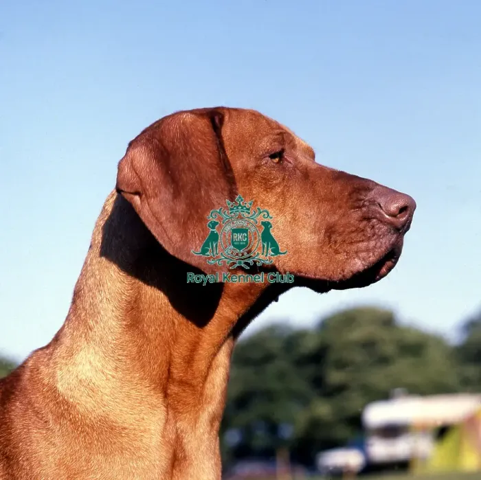 Framed Print : Hungarian Vizsla Framed Print : Hungarian Vizsla