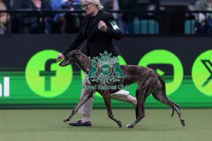Framed Print : Hyper, a Greyhound, competing in the Junior Warrant Final today (05)