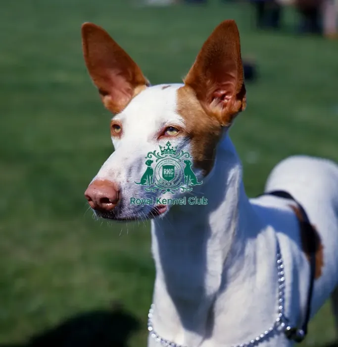 Framed Print : Ibizan Hound Framed Print : Ibizan Hound