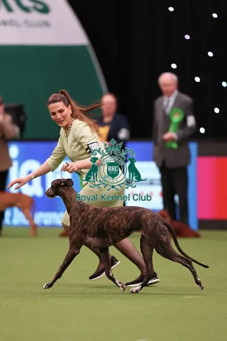 Framed Print : Ina Koulermou from Germany with Aya, a Great Hound, which was the Best of Breed winner today (Saturday 11. 03. 23), the third day of Crufts 2023, at the NEC Birmingham Framed Print : Ina Koulermou from Germany with Aya, a Great Hound, which was the Best of Breed winner today (Saturday 11. 03. 23), the third day of Crufts 2023, at the NEC Birmingham