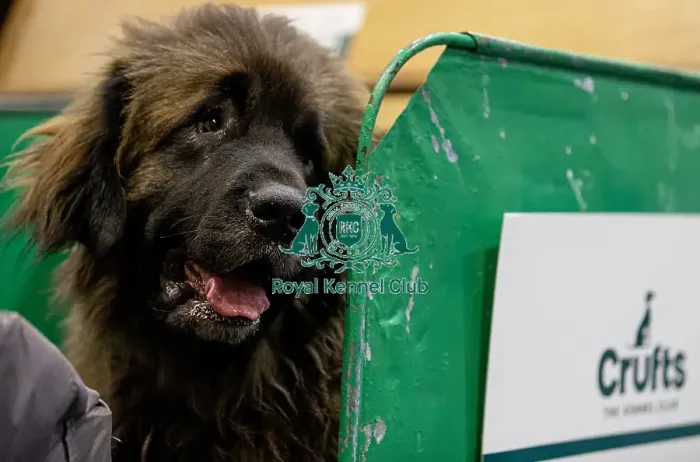 Framed Print : Indy, a Leonberger, today (Sunday 09)