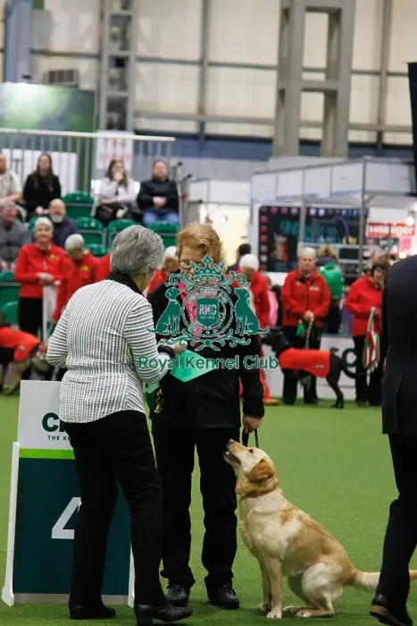 Framed Print : Inter-Regional Obedience Competition Framed Print : Inter-Regional Obedience Competition