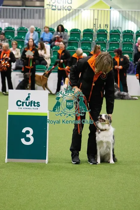Framed Print : Inter-Regional Obedience Competition Framed Print : Inter-Regional Obedience Competition