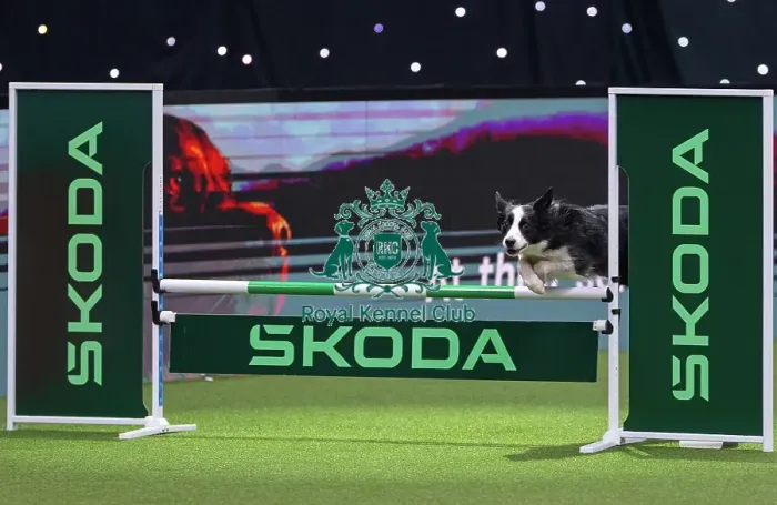Framed Print : Intermediate Agility Jumping Winner - Crufts 2026 Intermediate Agility Jumping Winner - Crufts 2026 Framed Print : Intermediate Agility Jumping Winner - Crufts 2026 Intermediate Agility Jumping Winner - Crufts 2026