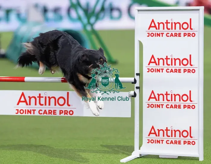 Framed Print : International Junior Handling Final Winner - Crufts 2026 International Junior Handling Final Winner - Crufts 2026 Framed Print : International Junior Handling Final Winner - Crufts 2026 International Junior Handling Final Winner - Crufts 2026