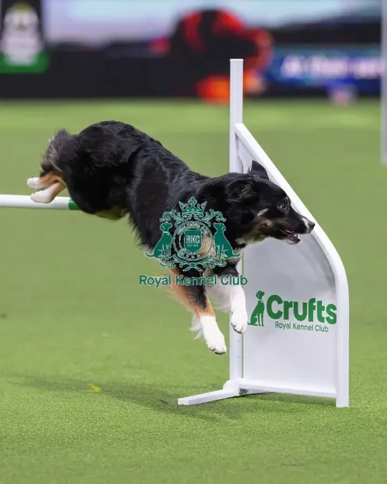 Framed Print : International Junior Handling Final Winner - Crufts 2026 International Junior Handling Final Winner - Crufts 2026 Framed Print : International Junior Handling Final Winner - Crufts 2026 International Junior Handling Final Winner - Crufts 2026