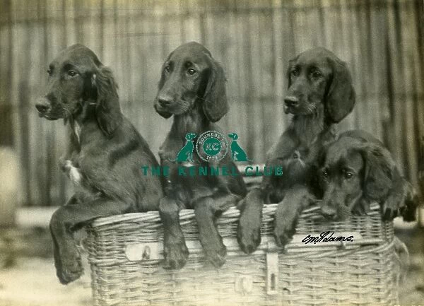 Four Irish Setter Puppies
