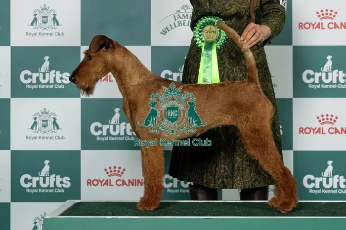 Framed Print : Irish Terrier Best of Breed Crufts 2026 Framed Print : Irish Terrier Best of Breed Crufts 2026