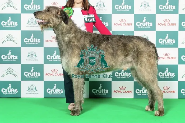 Framed Print : Irish Wolfhound Best of Breed Crufts 2026 Framed Print : Irish Wolfhound Best of Breed Crufts 2026